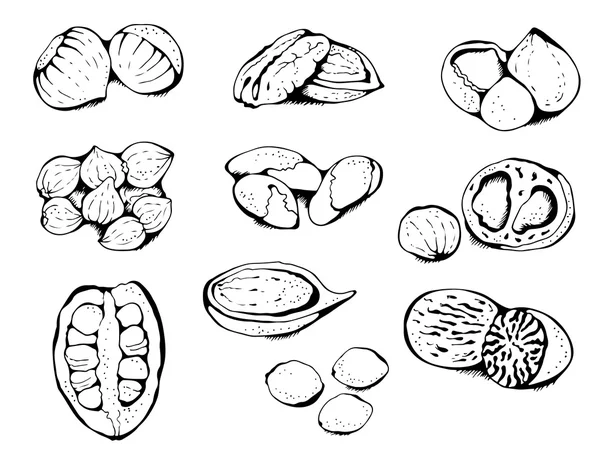 Nuts collection, hand drawn set isolated on white background — Stock Vector