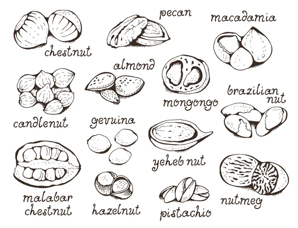 Muttern Set Vektor Illustration, handgezeichnete Sammlung — Stockvektor