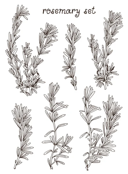 Rosemary mano dibujado conjunto sobre fondo blanco — Vector de stock