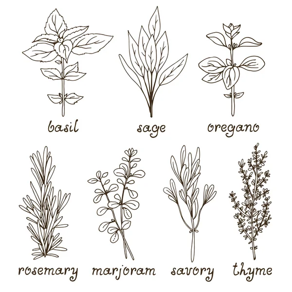 Culinary herbs set — Stock Vector