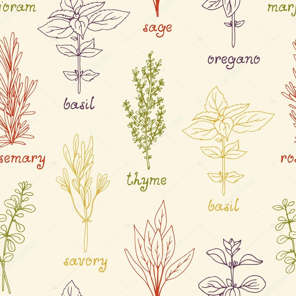 Seamless vector pattern with culinary herbs, medicinal herbs background