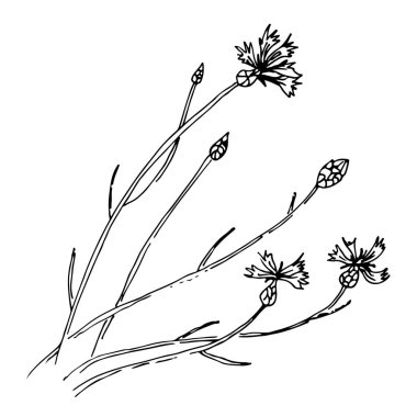 Cornflower vektör çizimi çizimi, yabani çayır çiçekleri rüzgarda sallanıyor, beyaz arka planda izole edilmiş.