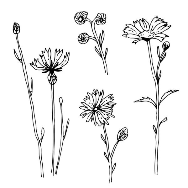 Collection Croquis Vectoriels Herbes Fleurs Isolés Sur Fond Blanc — Image vectorielle