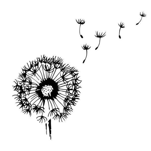 Dandelion Flying Seeds Vector Illustration Isolated White Background — Stock Vector