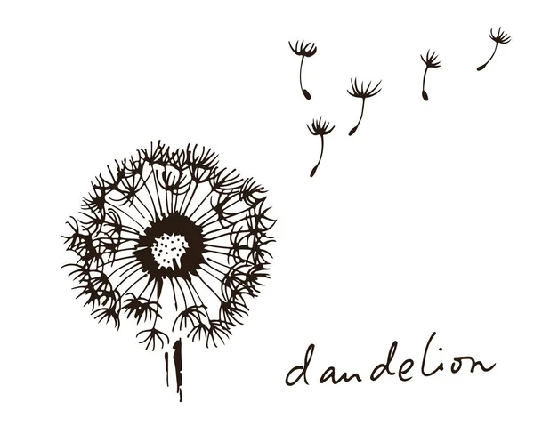 Dandelion Flying Seeds Vector Illustration Isolated White Background — Stock Vector