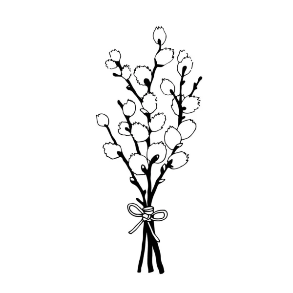 Willow Branch Hand Illustrarion Vector Line Sketch Illustrarion — 스톡 벡터