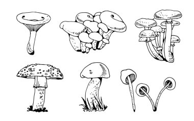 Orman mushomları vektör seti, beyaz arkaplanda izole edilmiş mantar doğa koleksiyonu