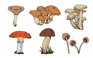 Orman mushomları vektör seti, beyaz arkaplanda izole edilmiş mantar doğa koleksiyonu