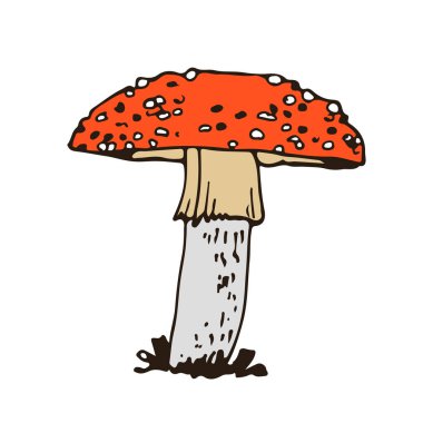 Orman zehirli mantar, vektör el çizimi Amanita muscaria, beyaz arka planda izole edilmiş mantar.