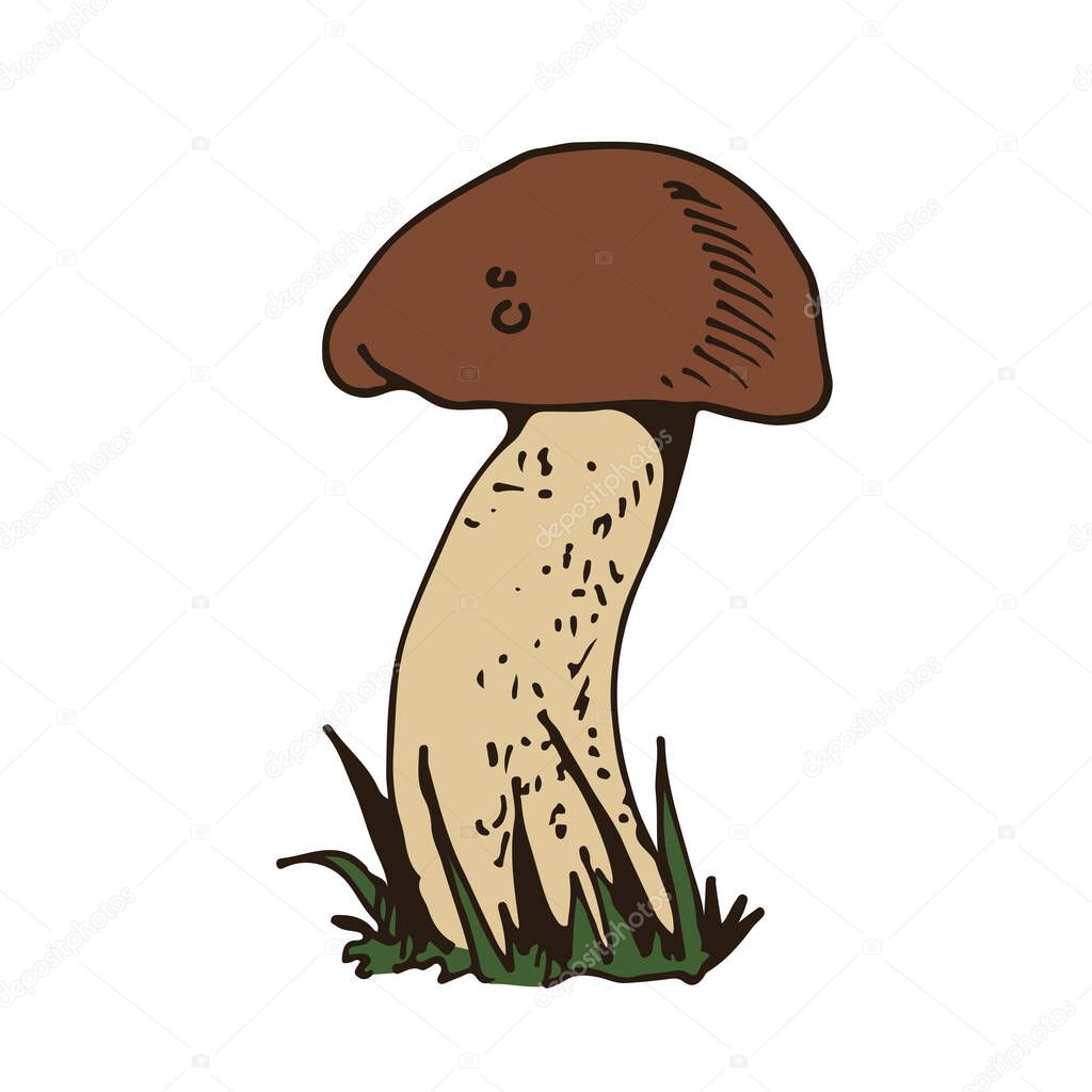 Forest mushoom, vector hand drawn Porcino (Porcini), fungus nature drawing isolated on white background