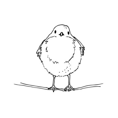 Robin Bird el çizimi vektör çizimi, Avrupa robin çizimi, beyaz arka planda izole edilmiş.