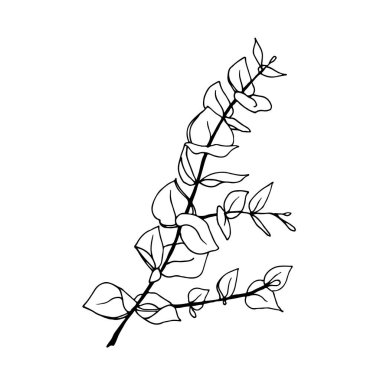 Minimum okaliptüs yaprağı dalı, beyaz arkaplanda izole edilmiş vektör çizimi