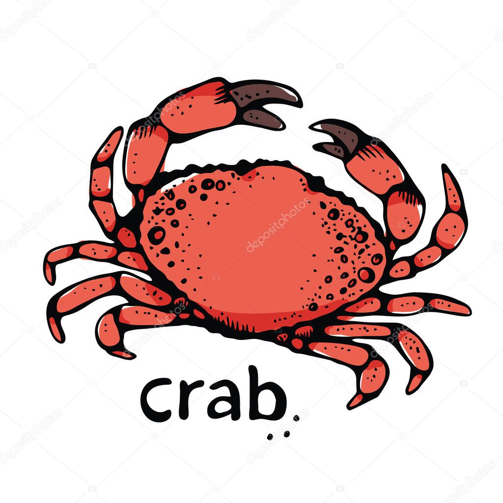Crab vector illustration, hand drawn sketch, isolated on white background