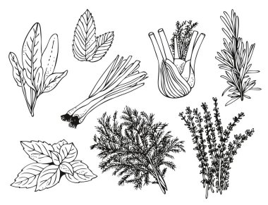 Beyaz arka planda mutfak bitkileri, el yapımı otlar ve baharatlar.