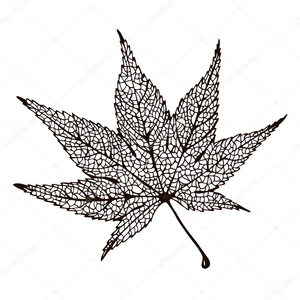 Maple leaf silhouette illustration, vector japan maple, isolated on white background