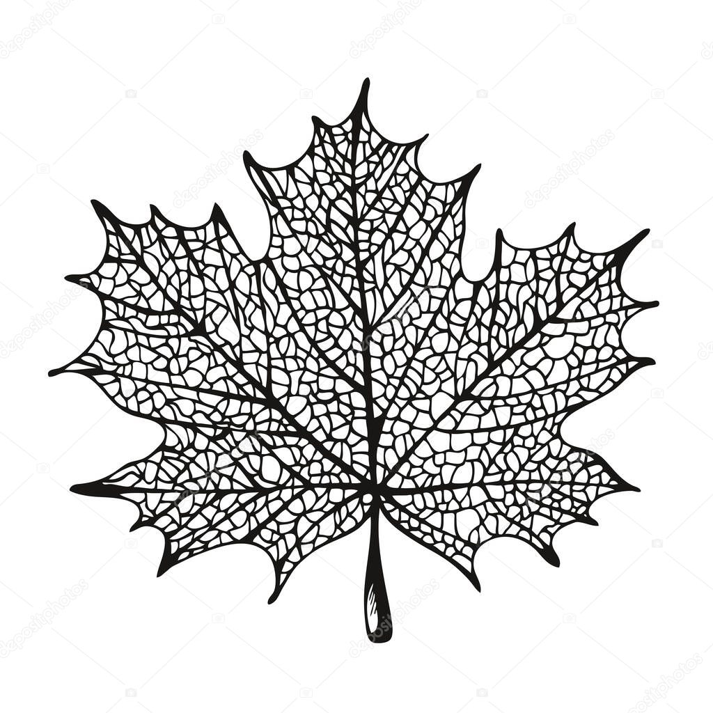 Maple leaf silhouette illustration, vector maple, isolated on white background