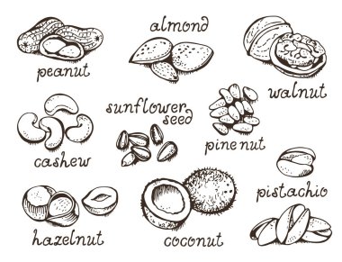 Ceviz dizili vektör seti, çeşitli fındıklı el çizimleri, beyaz arkaplanda izole edilmiş.