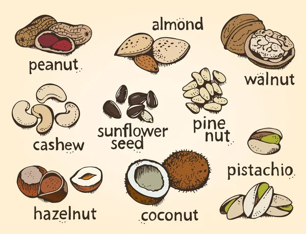 Nüsse Set Vektor Set Verschiedene Muttern Handgezeichnete Illustration Isoliert Auf — Stockvektor