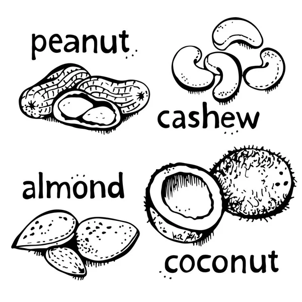 Nüsse Set Vektor Set Verschiedene Muttern Handgezeichnete Illustration Isoliert Auf — Stockvektor
