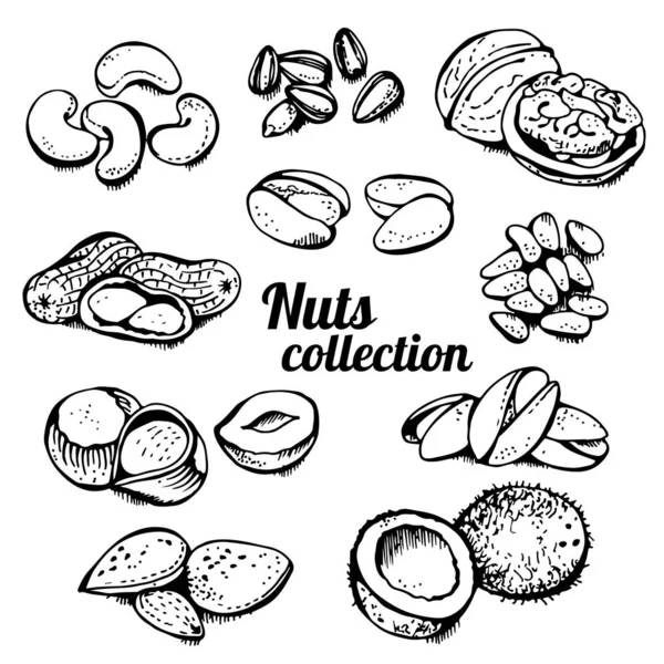 Nuts Set Vektor Készlet Különböző Dió Kézzel Rajzolt Illusztráció Elszigetelt Stock Vektor