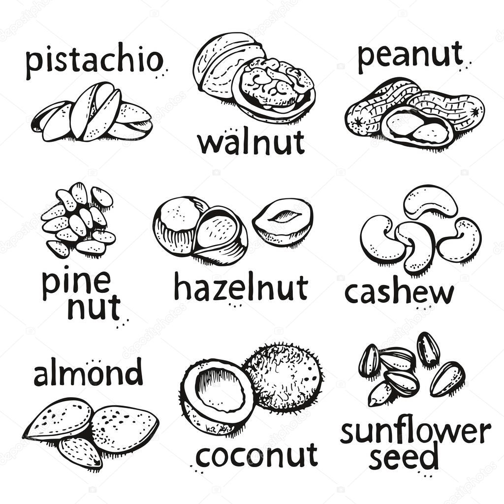 Nuts set vector set, various nuts hand drawn illustration, isolated on white background
