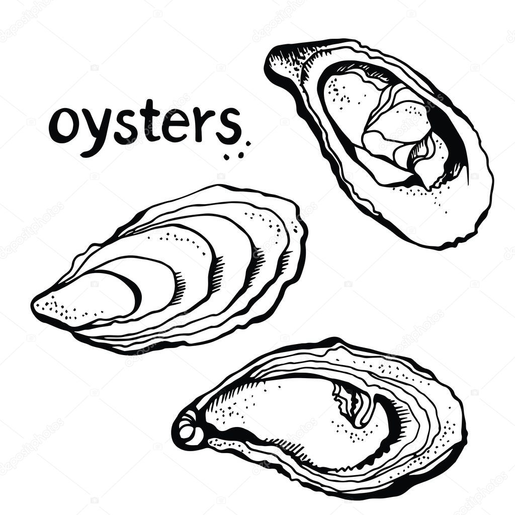 Oysters vector set, hand drawn illustration isolated on a white background