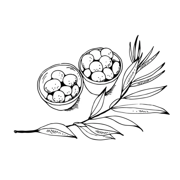 Oliven Einer Schüssel Und Olivenzweig Isoliert Auf Weißem Hintergrund Vektorillustration — Stockvektor