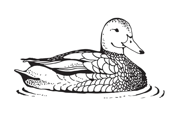 Dessin de canard — Image vectorielle