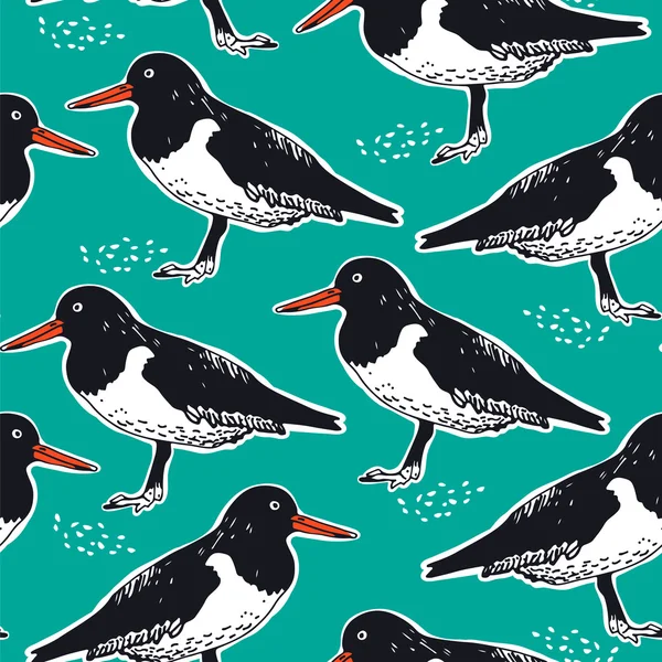 Modello Oystercatcher — Vettoriale Stock