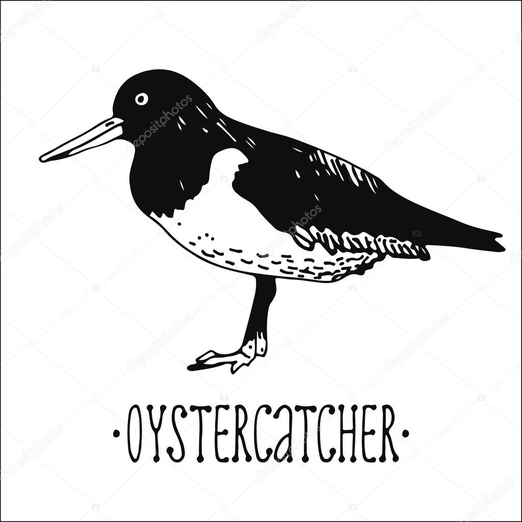 Oystercatcher drawing