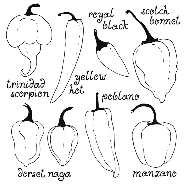 Vektor-Set von handgezogenen Chilischoten — Stockvektor