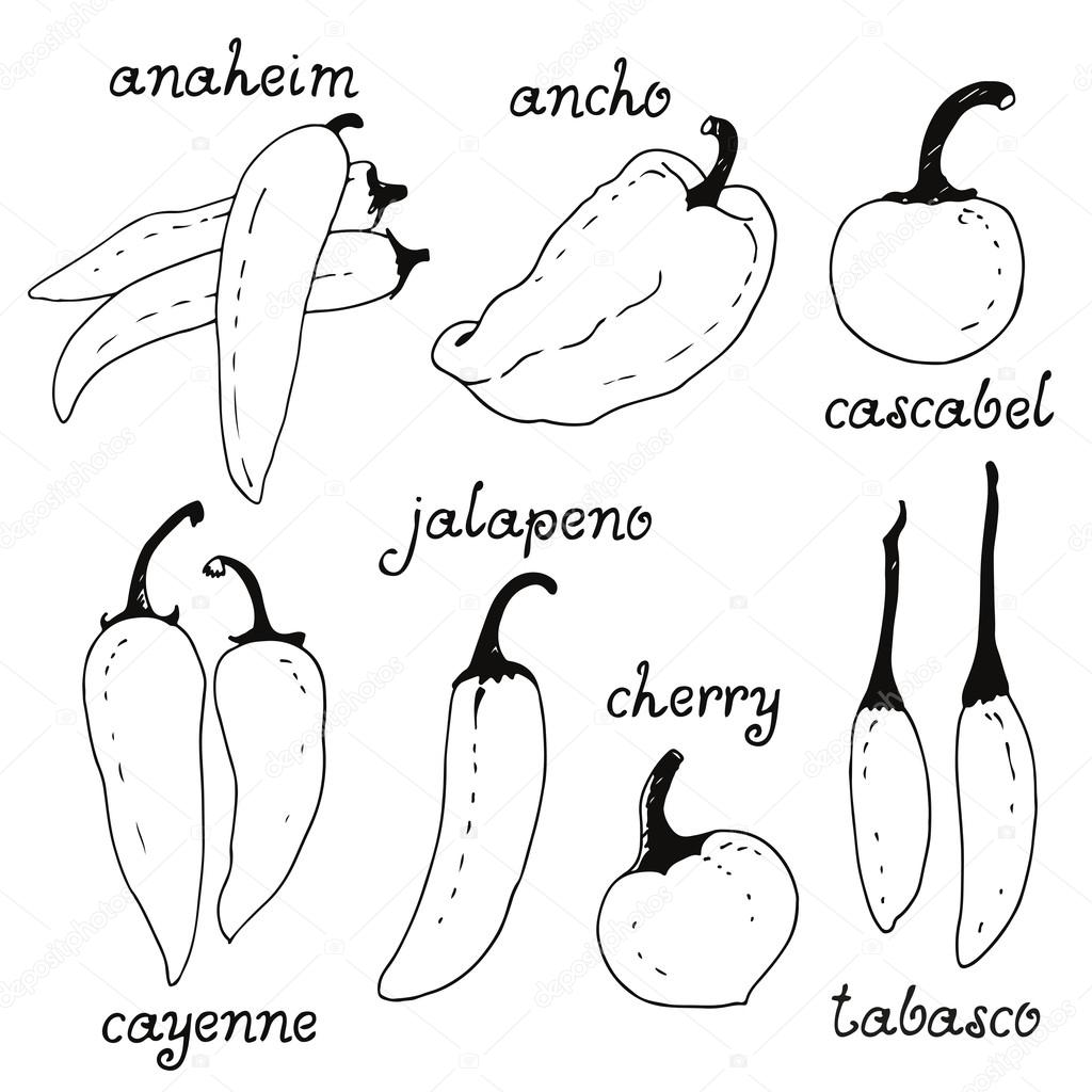 Set of chilli peppers, vector doodle collection