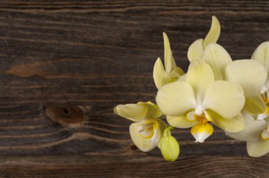 Ahşap arka plan üzerinde orkide çiçek.