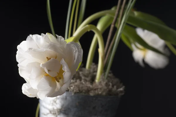 Tulip putih di atas latar belakang abu-abu . — Stok Foto