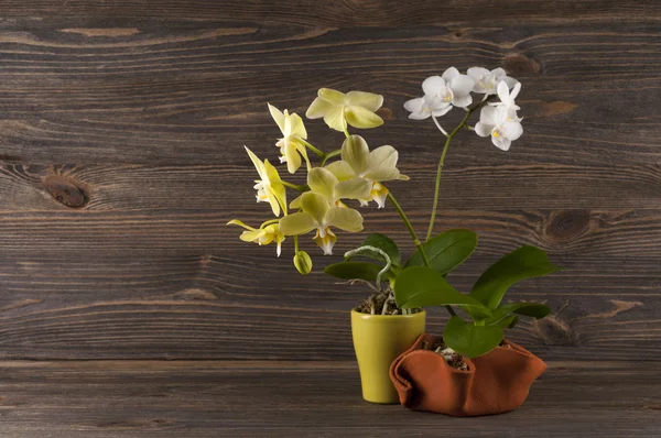 Orquídea en maceta de barro sobre fondo de madera . —  Fotos de Stock