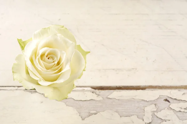 Einzelne weiße Rose über weißem Holzhintergrund. — Stockfoto