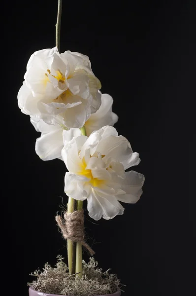 White tulip over grey background. — Stock Photo, Image