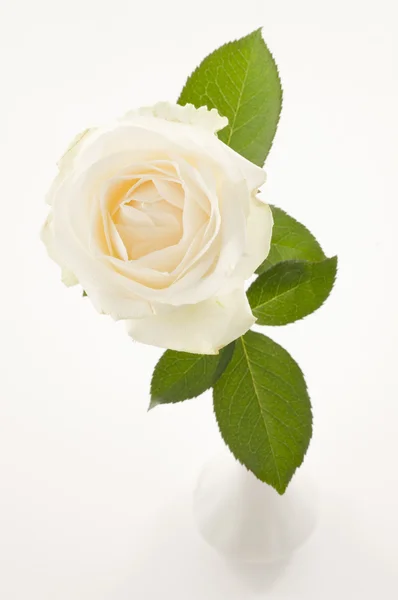 Rosa bianca fiore su bianco — Foto Stock