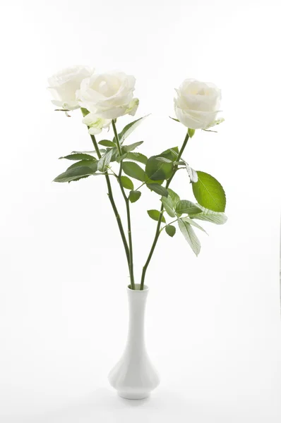 Flores de rosa blanca en un jarrón sobre blanco — Foto de Stock