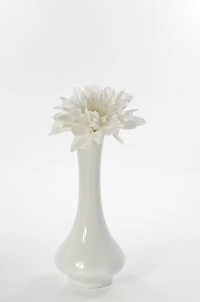 Único flor crisântemo branco sobre fundo branco — Fotografia de Stock