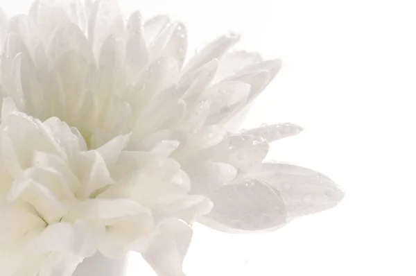 White fresh beautiful chrysanthemums close up — Stock Photo, Image