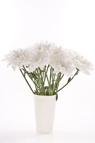 Massa färska vita krysantemum i disponibel cup. — Stockfoto