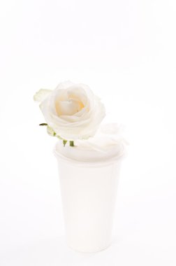 Tek kullanımlık bir fincan gül tek beyaz taze çiçek.