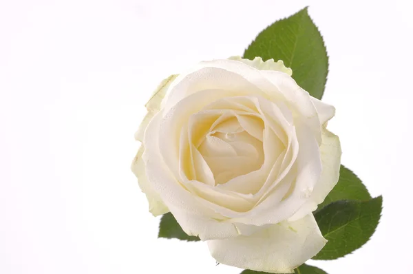 Rosa bianca fiore su bianco — Foto Stock