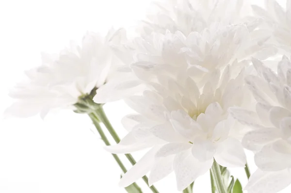 Bianco fresco bello crisantemi sfondo astratto — Foto Stock
