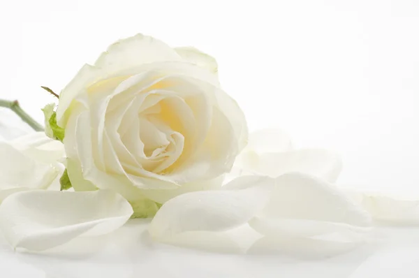 Weiße Rose mit Blütenblättern in Großaufnahme Stockfoto