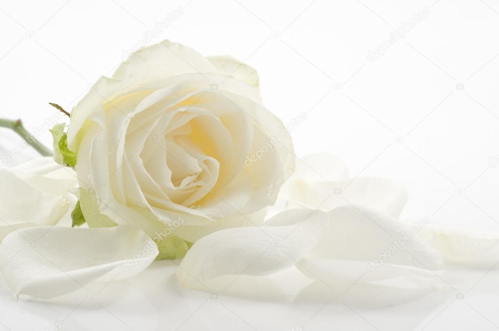 White rose with petals close-up