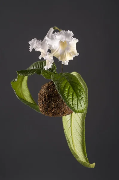 Opknoping witte bloem van streptocarpus in een bal moss — Stockfoto
