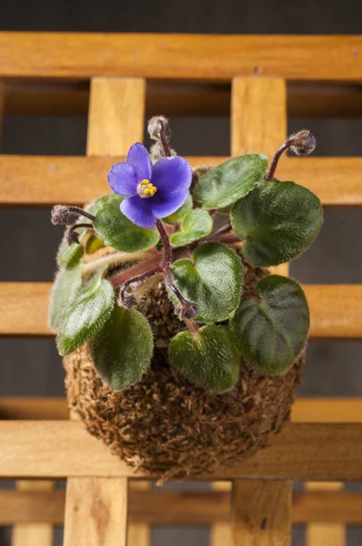 Beautiful violet in a moss ball — Stock Photo, Image