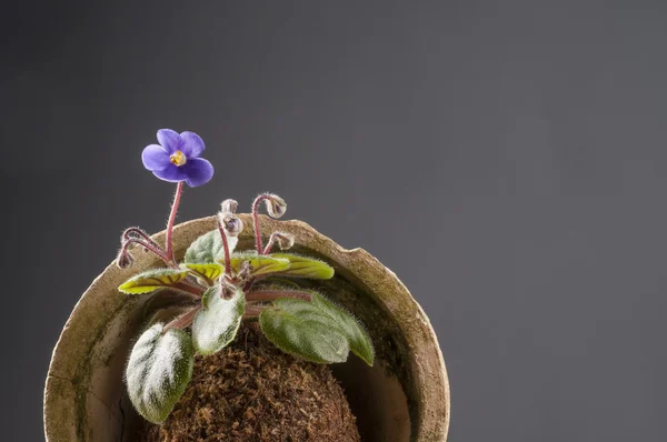 Beautiful violet in a moss ball — Stock Photo, Image